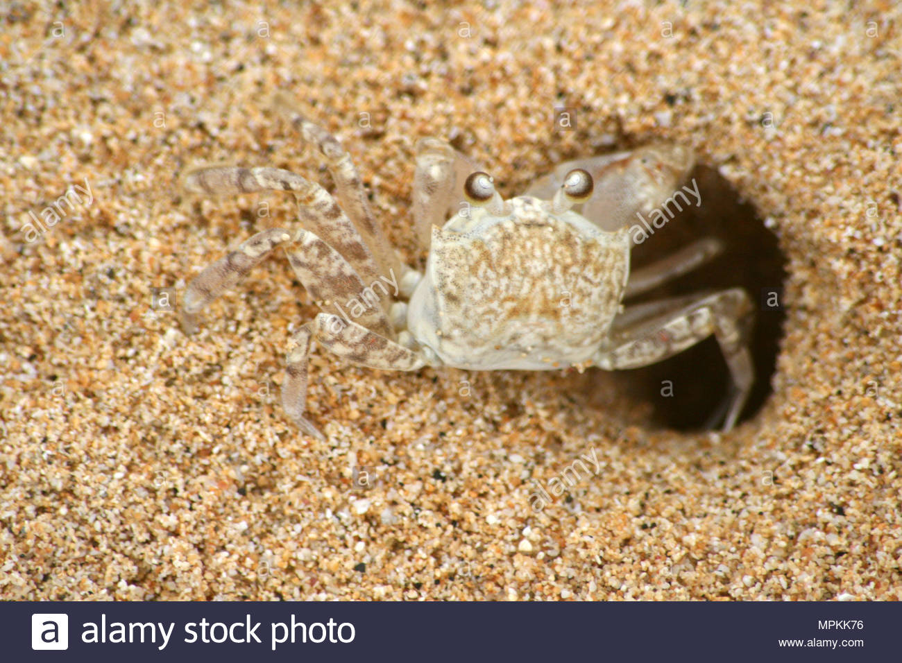 Xanthidae High Resolution Stock Photography And Images Alamy Xanthidae High Resolution Stock Photography And Images Alamy