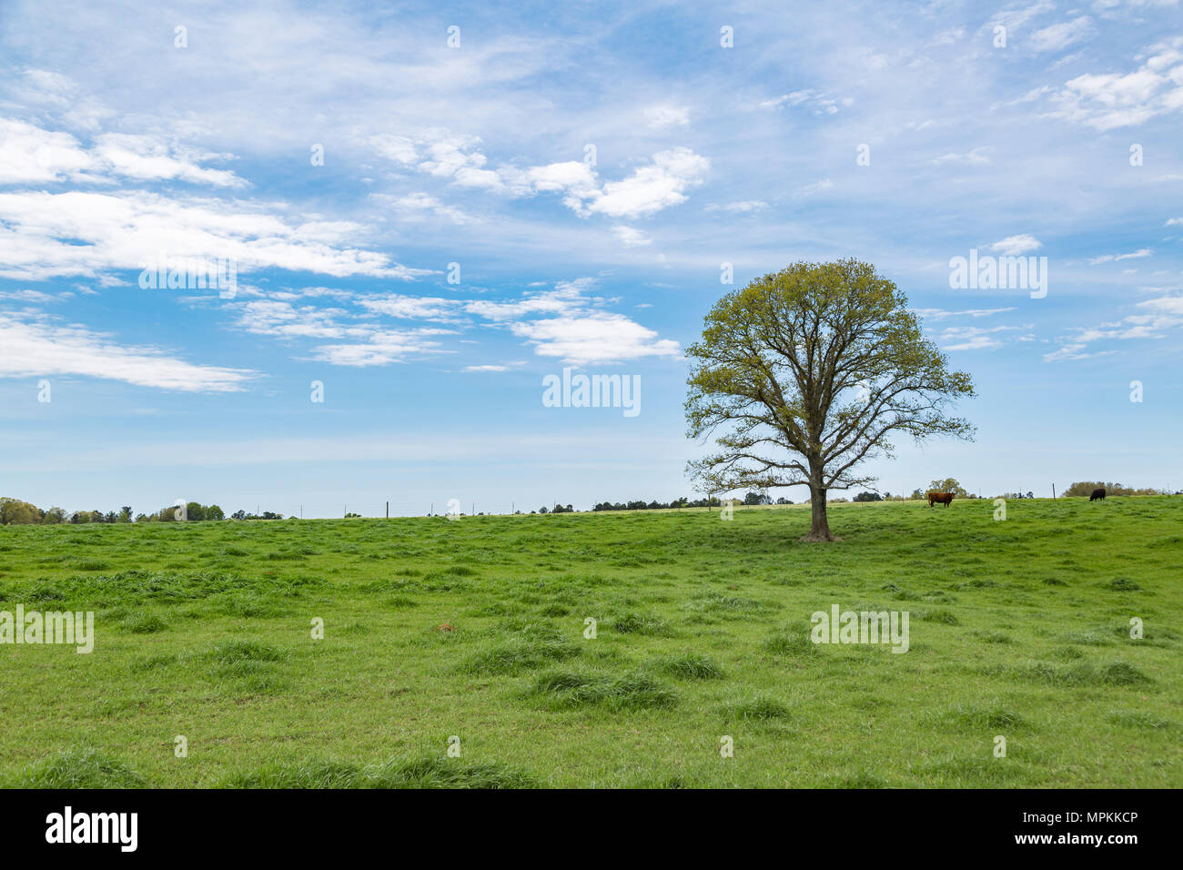 Lone oak tree in a grassy pasture in rural Hattiesburg, Mississippi