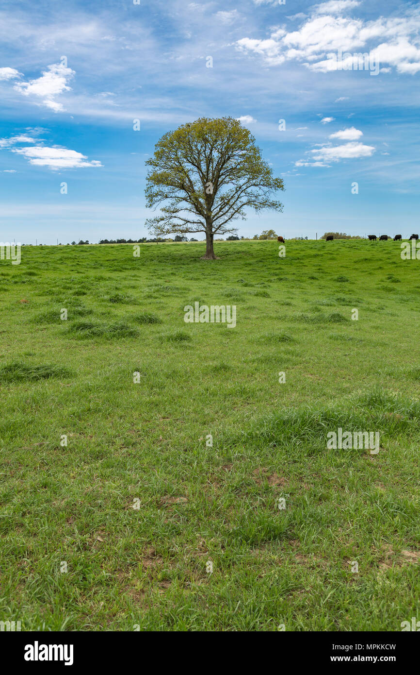 Lone oak tree in a grassy pasture in rural Hattiesburg, Mississippi