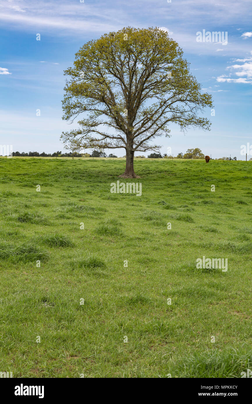 Lone oak tree in a grassy pasture in rural Hattiesburg, Mississippi