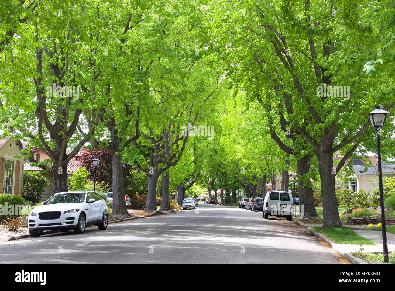 Tall Liquid amber, commonly called sweet gum tree, or American Sweet gum tree, lining an older