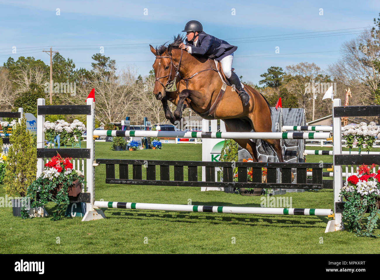 Show horses jumping in the Gulf Coast Winter Classic at the Harrison County Equestrian Center in Gulfport, Mississippi Stock Photo