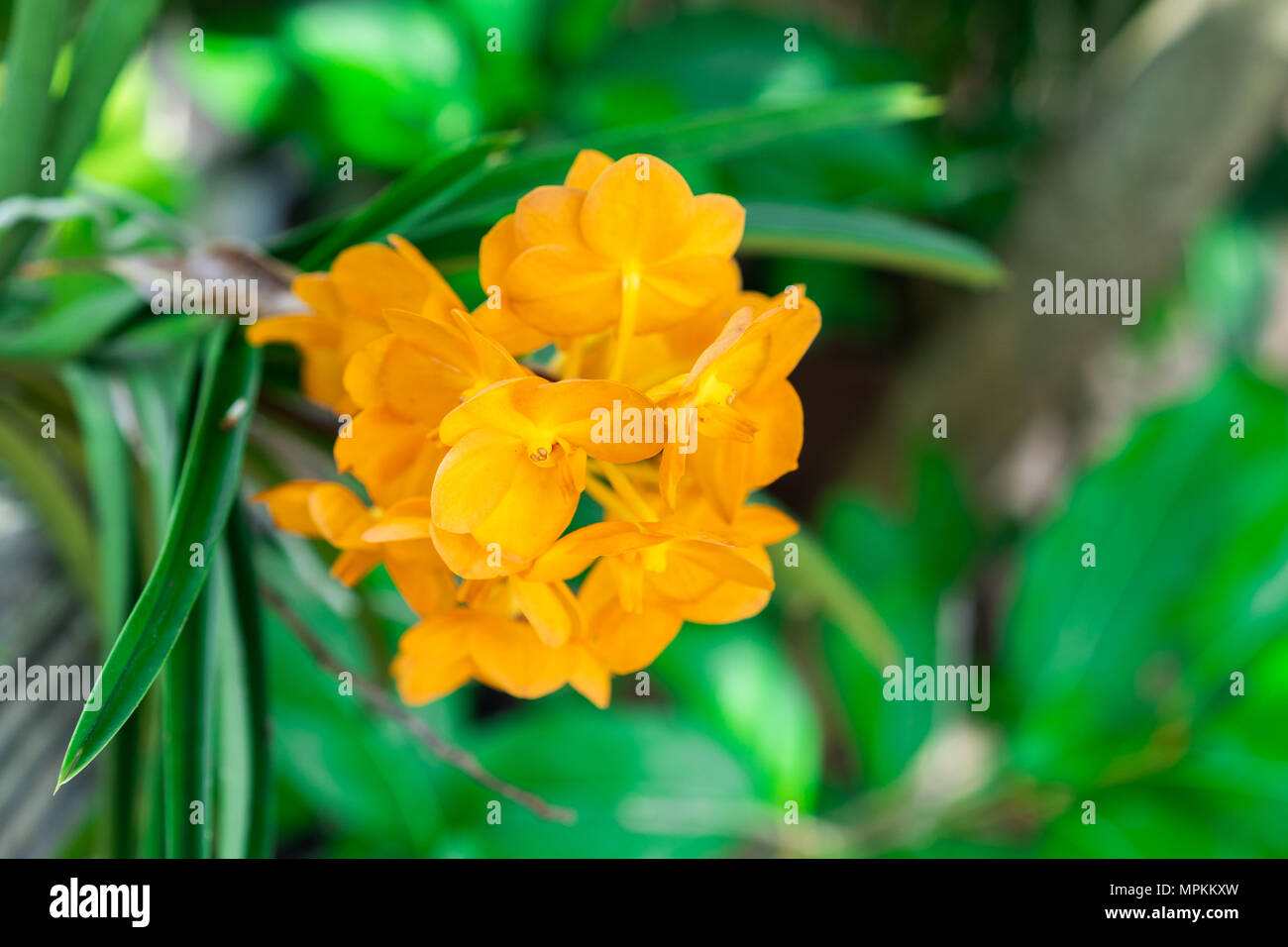 yellow orchid with leaf in a plant Stock Photo