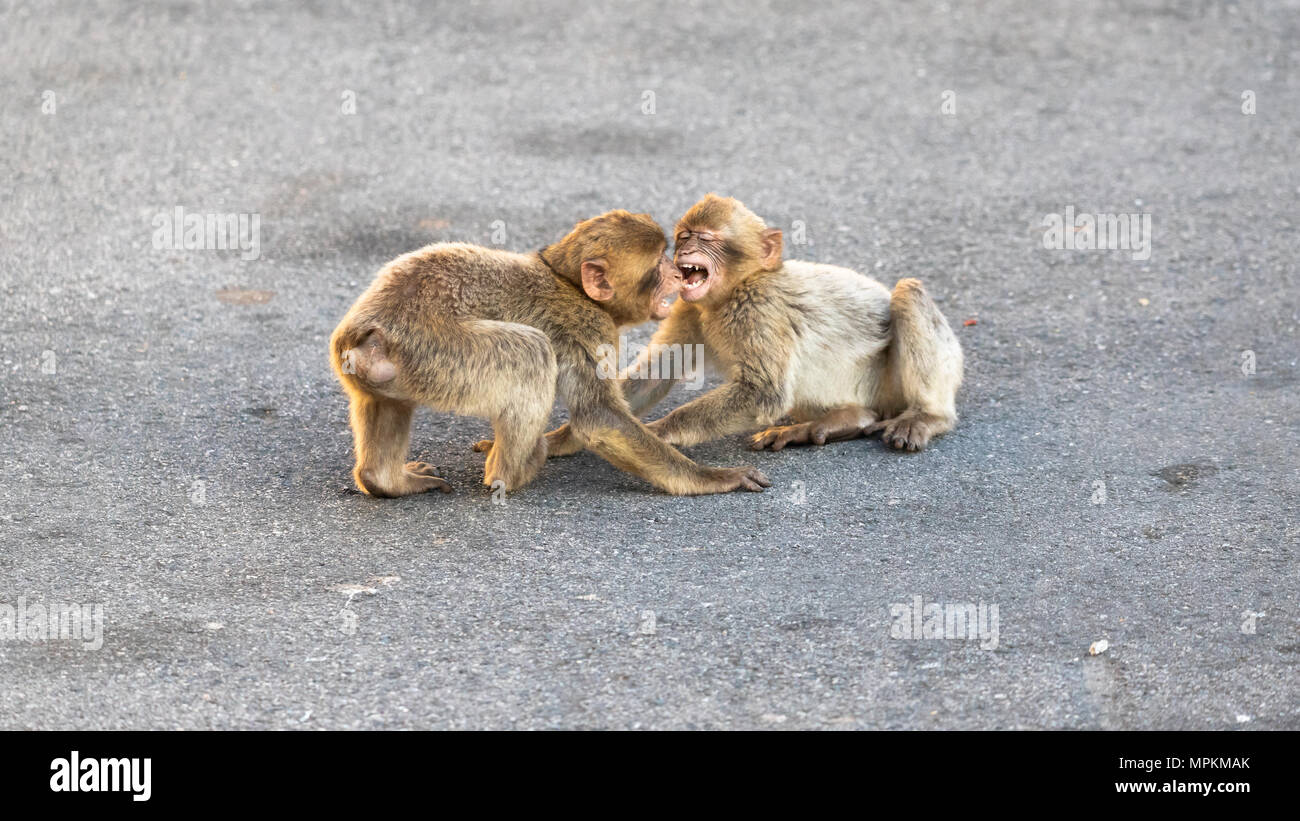 Macaques and teeth hi-res stock photography and images - Alamy