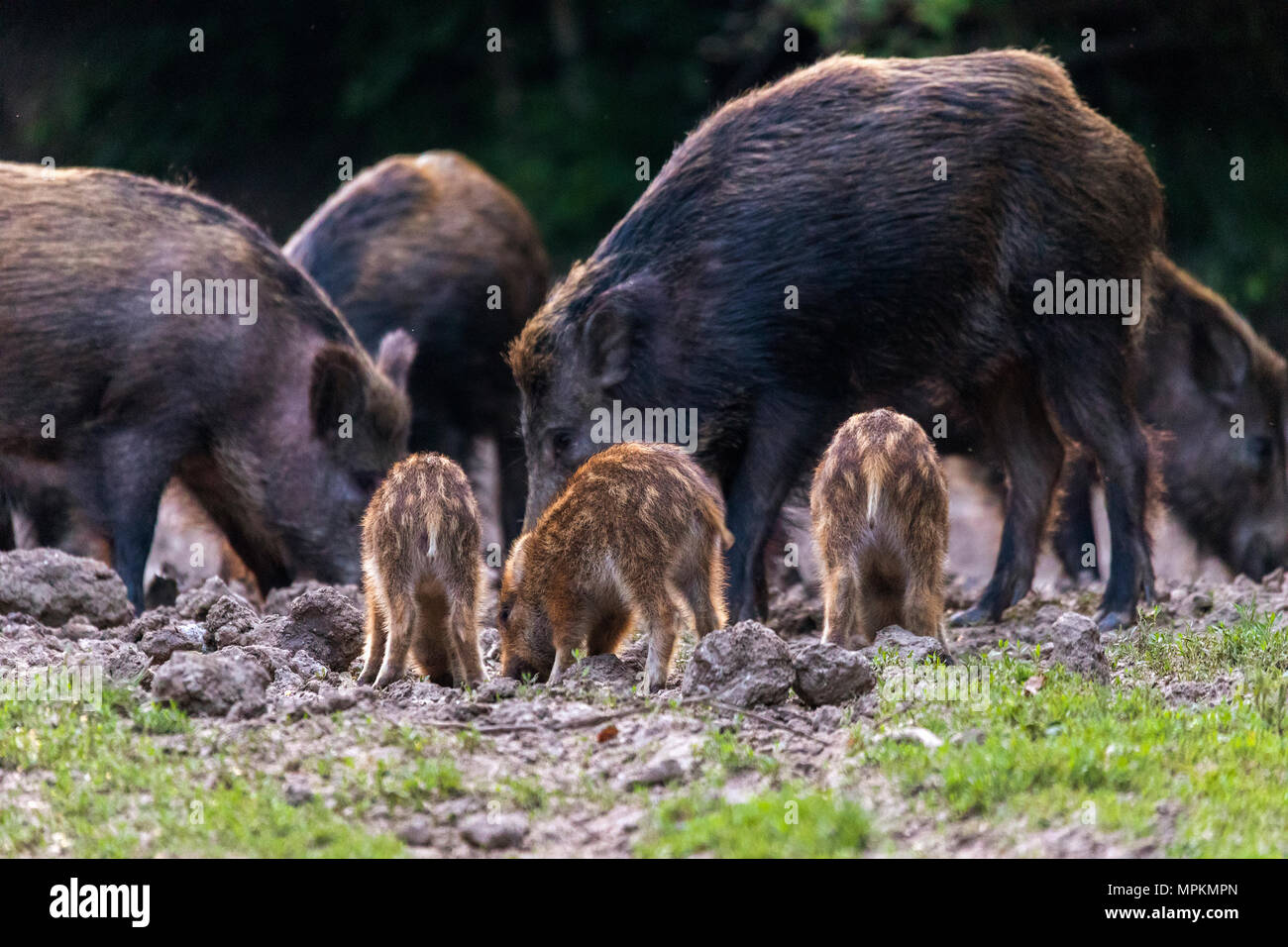 Feral pigs, sow and piglets rooting for food Stock Photo