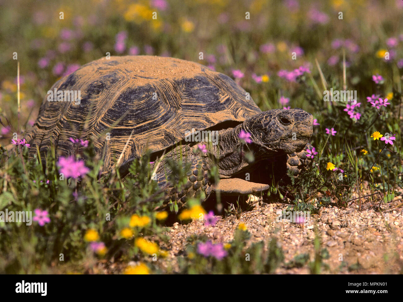 Desert tortoise, Desert Tortoise Preserve, California Stock Photo
