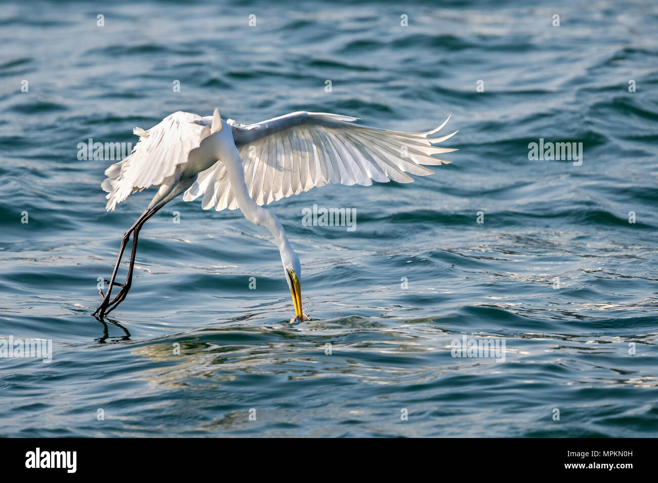 Great Egret (Ardea alba) in flight to catch fish Stock Photo