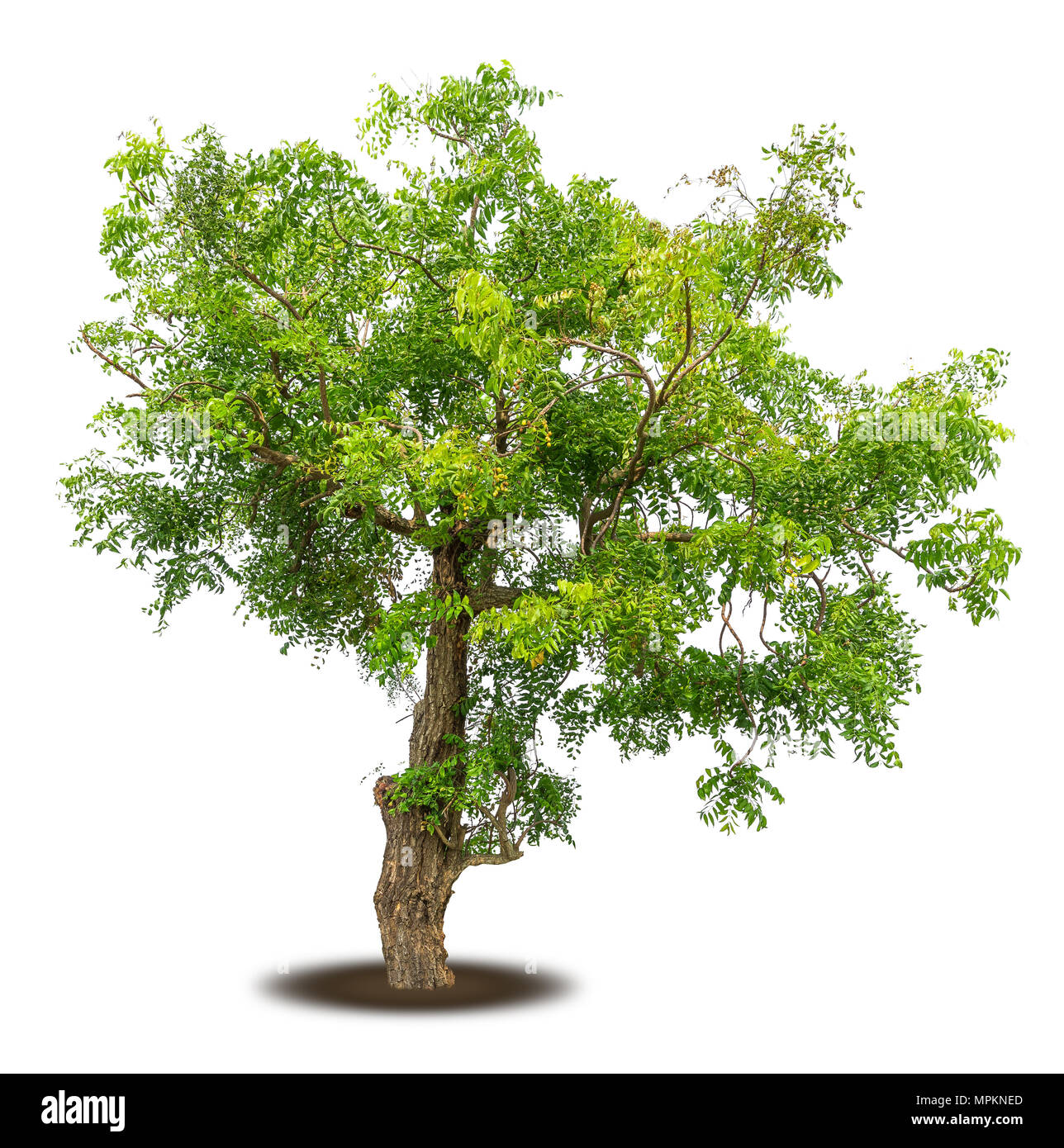 green tree isolated on pure white background . architecture , design