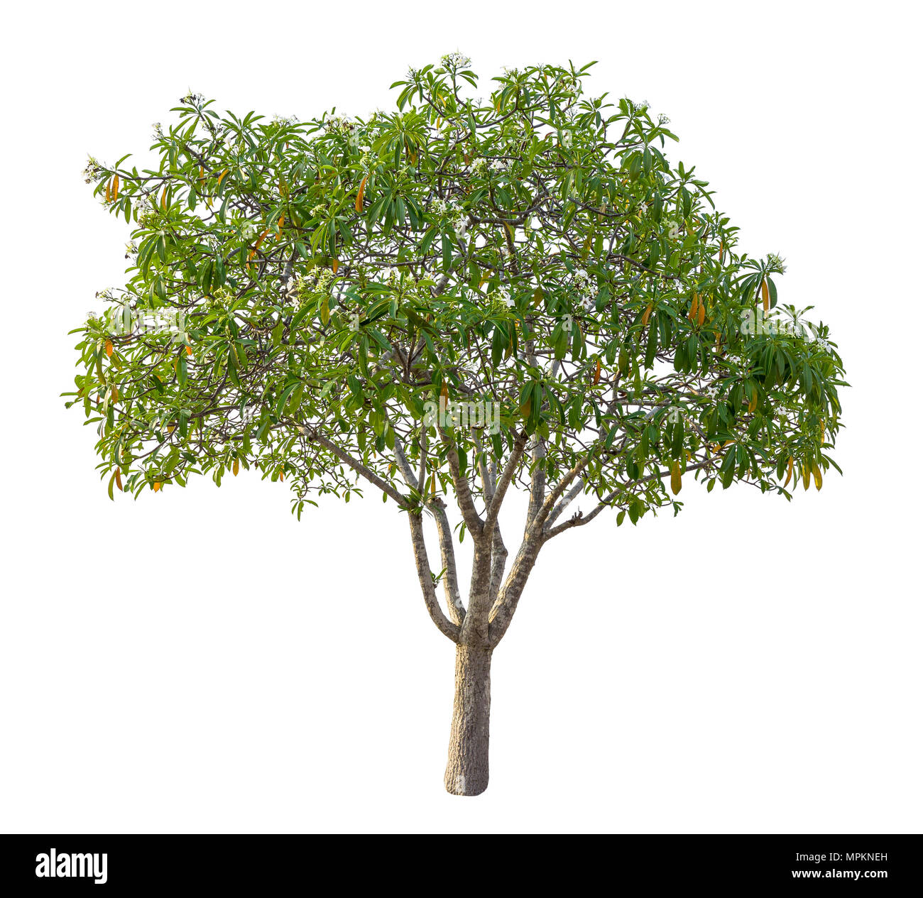 green tree isolated on pure white background . architecture , design