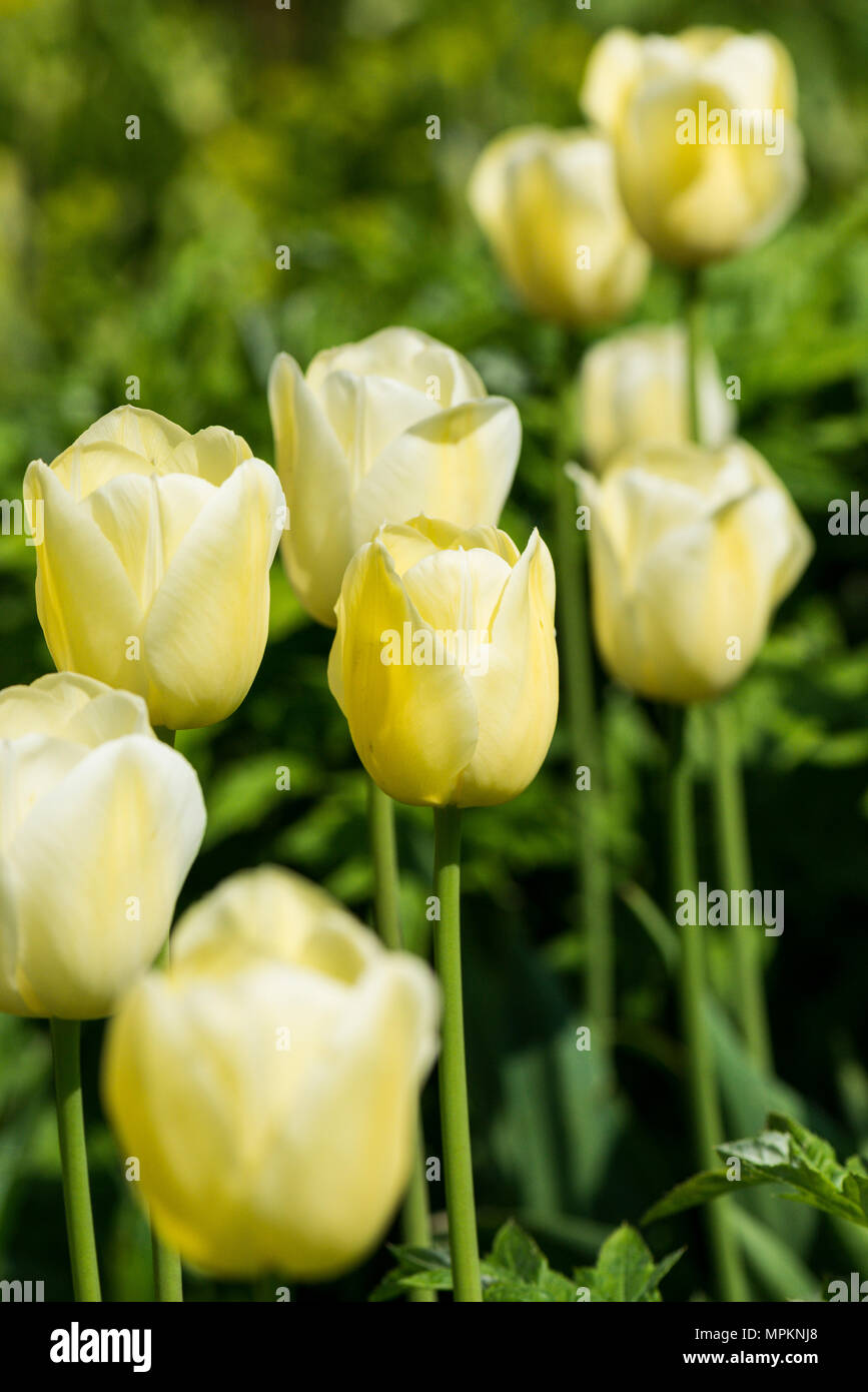 Download Pale Yellow Tulips Stock Photo Alamy Yellowimages Mockups