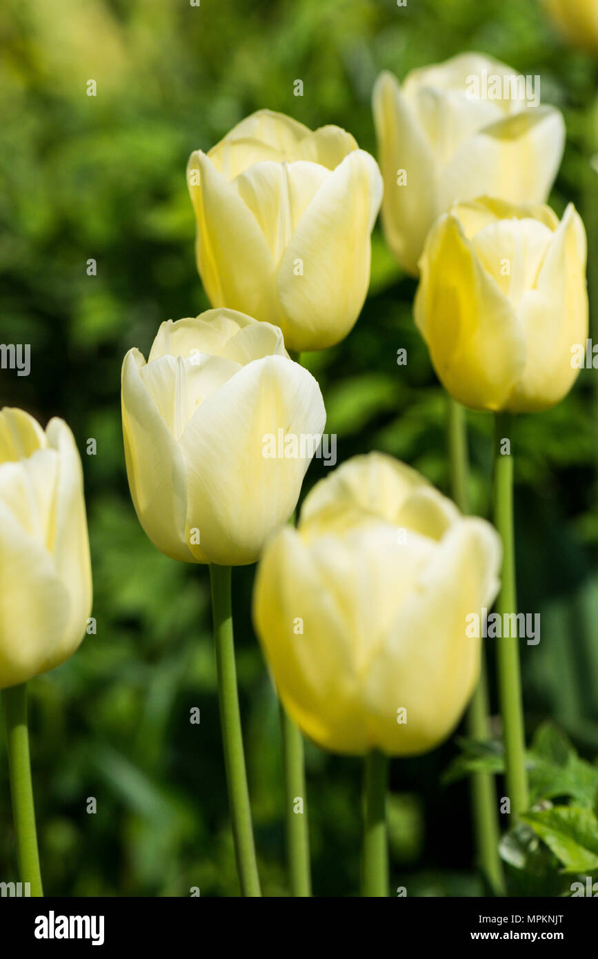 Pale Yellow Tulips Stock Photo Alamy