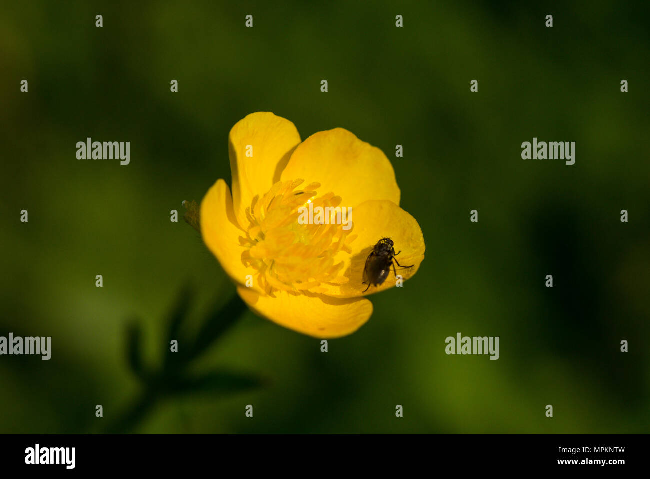 Buttercup with bug hi-res stock photography and images - Alamy