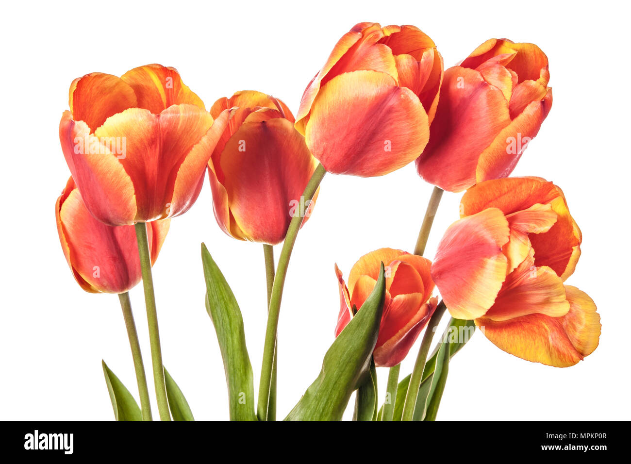 Tulip flowers isolated on white background Stock Photo - Alamy