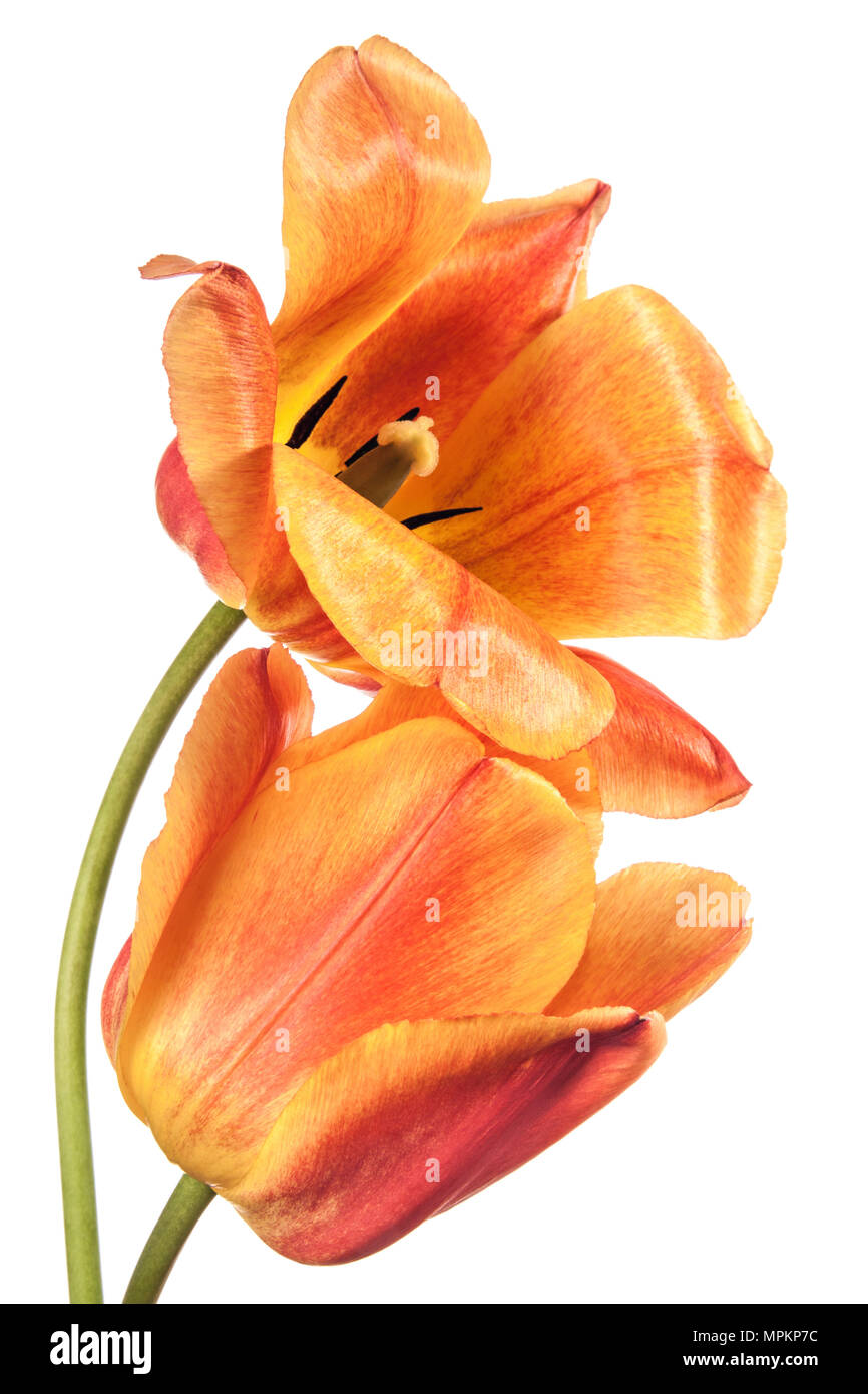 Two tulip flowers isolated on white background Stock Photo - Alamy