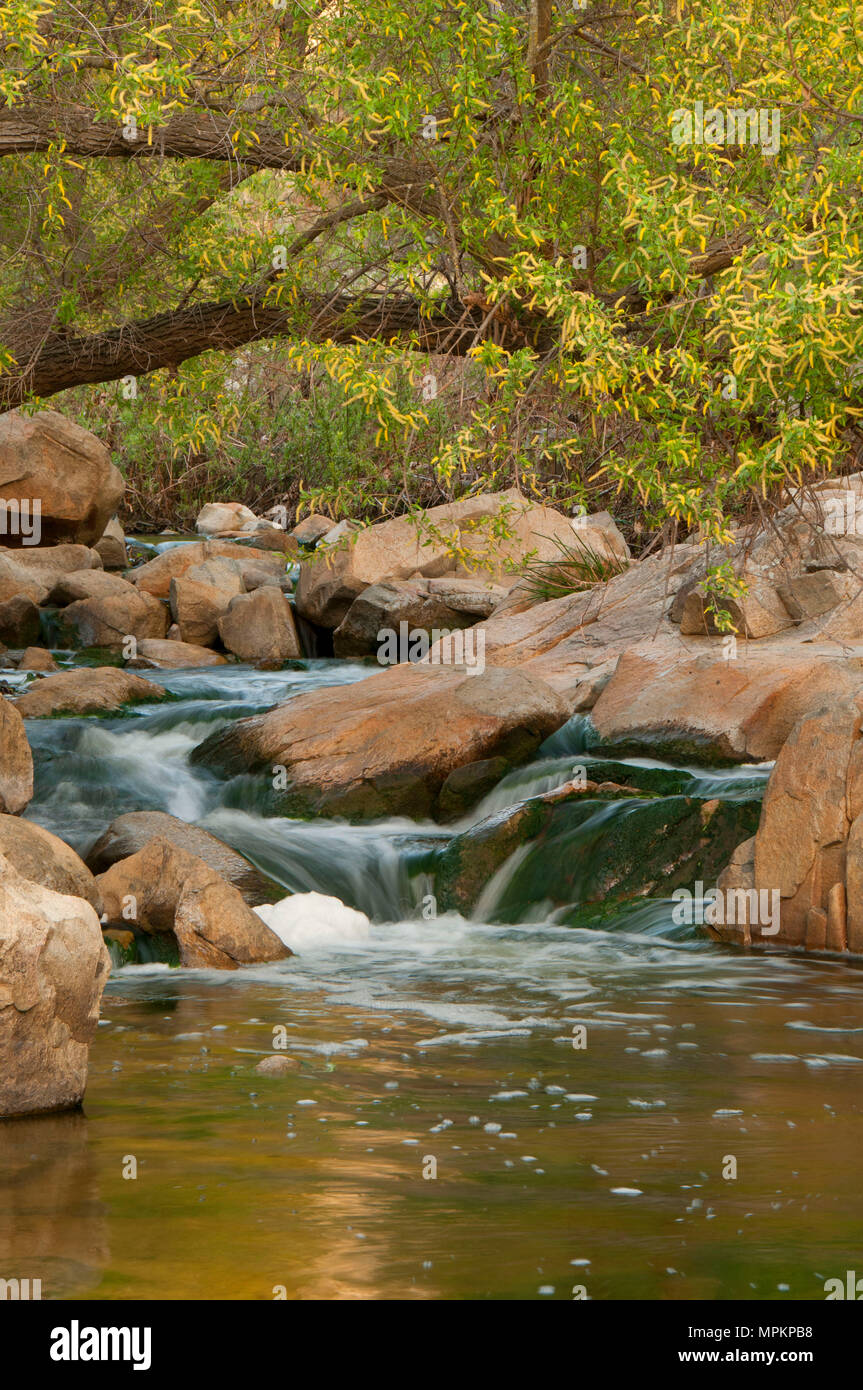 Elfin forest reserve hires stock photography and images Alamy