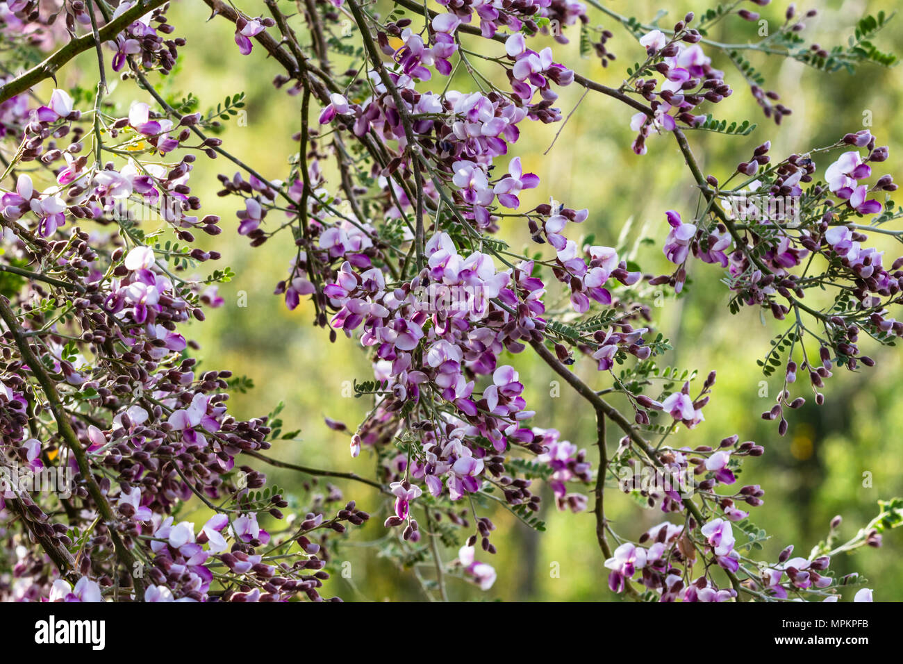 Purple and white blossoms cover branches of a Desert Ironwood tree (olneya tesota), in Arizona's Sonoran desert. It can live over 800 years. Stock Photo