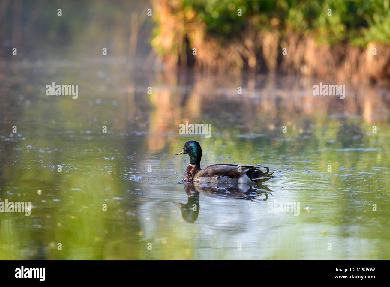 Summer sunrise at the lake. Nature reserve near Lockerbie. Scotland. Stock Photo