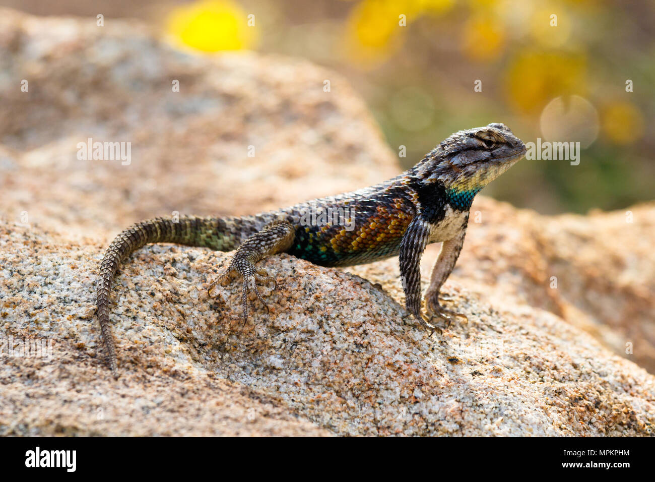 Desert Spiny Lizard (sceloporus magister) on a granite rock, with brightly colored scales, in Arizona's Sonoran desert. Stock Photo