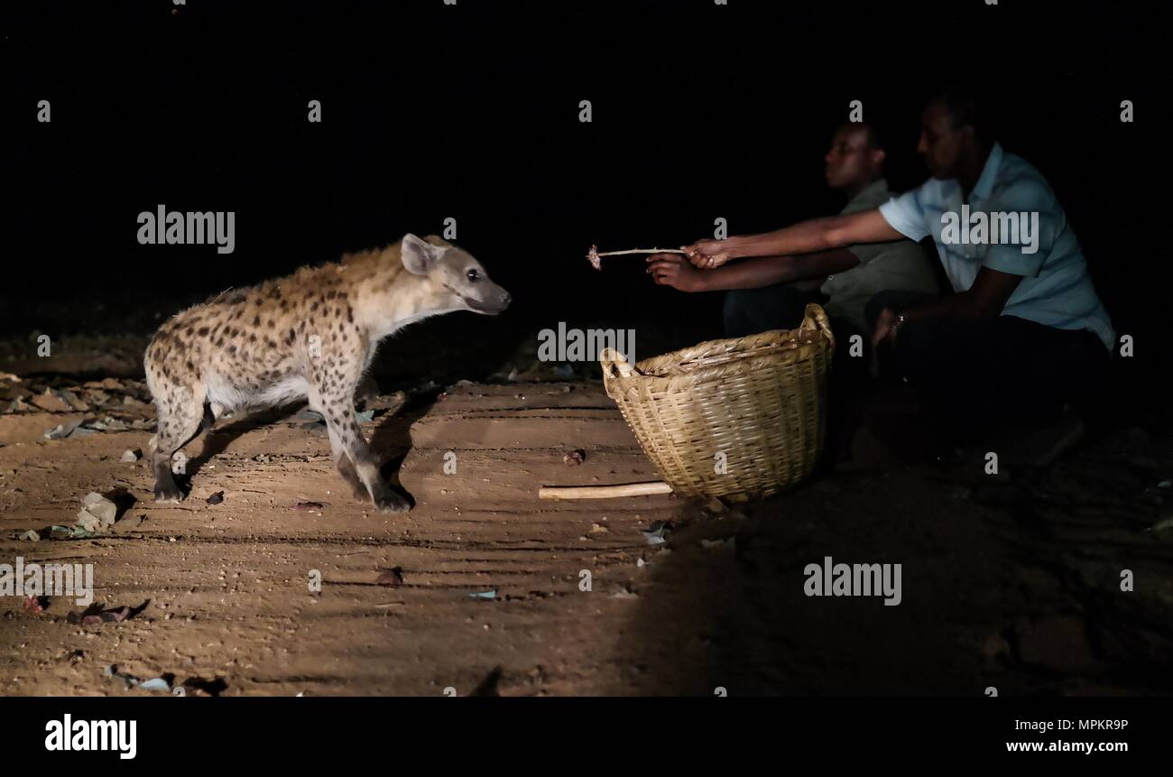 Feeding of spotted hyenas near Harar, Ethiopia Stock Photo Alamy