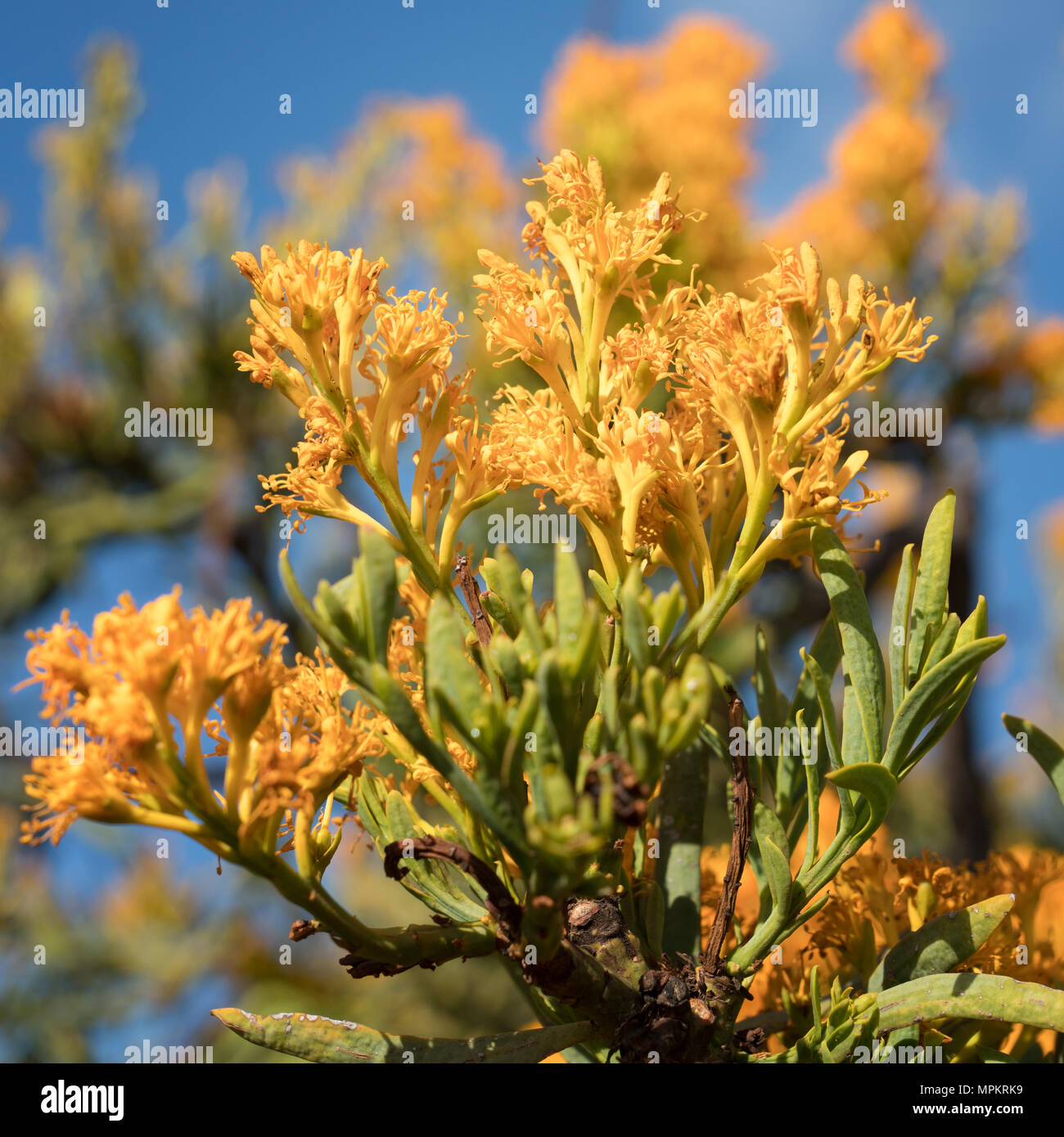 Nuytsia floribunda, beautiful flora of the Fitzgerald River National Park, Western Australia Stock Photo