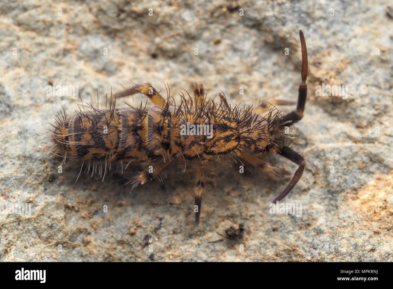 Dorsal view of Springtail (Orchesella villosa) resting on surface of rock. Tipperary, Ireland Stock Photo