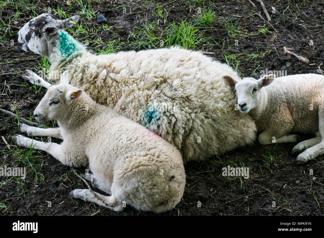 Two lambs resting with their mother in a field in spring Stock Photo ...