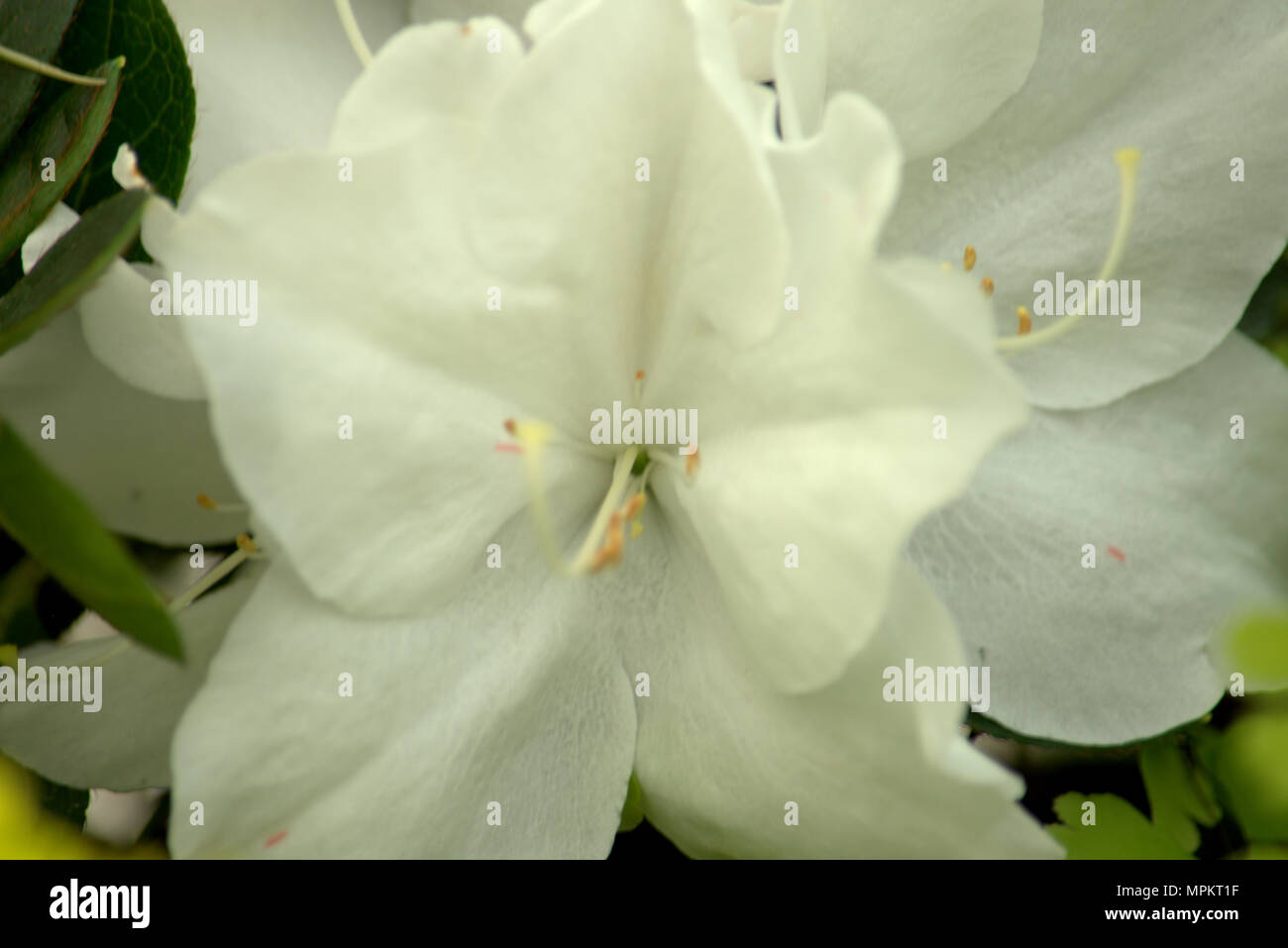 White azalea flowers, a natural background image Stock Photo - Alamy