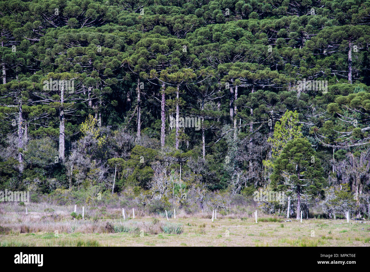 Views of Araucaria angustifolia forest near Canela Stock Photo