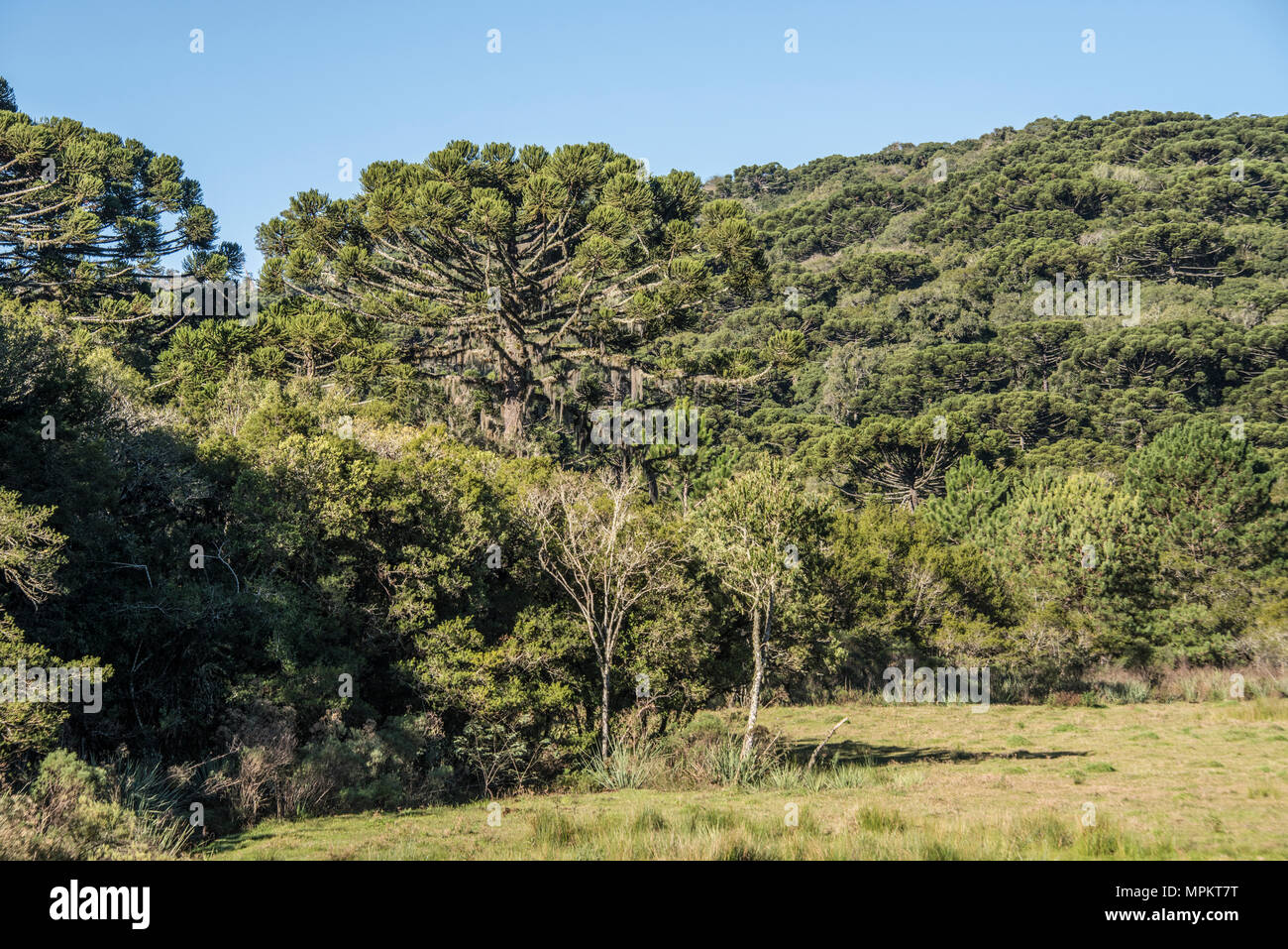 Views of Araucaria angustifolia forest near Canela Stock Photo