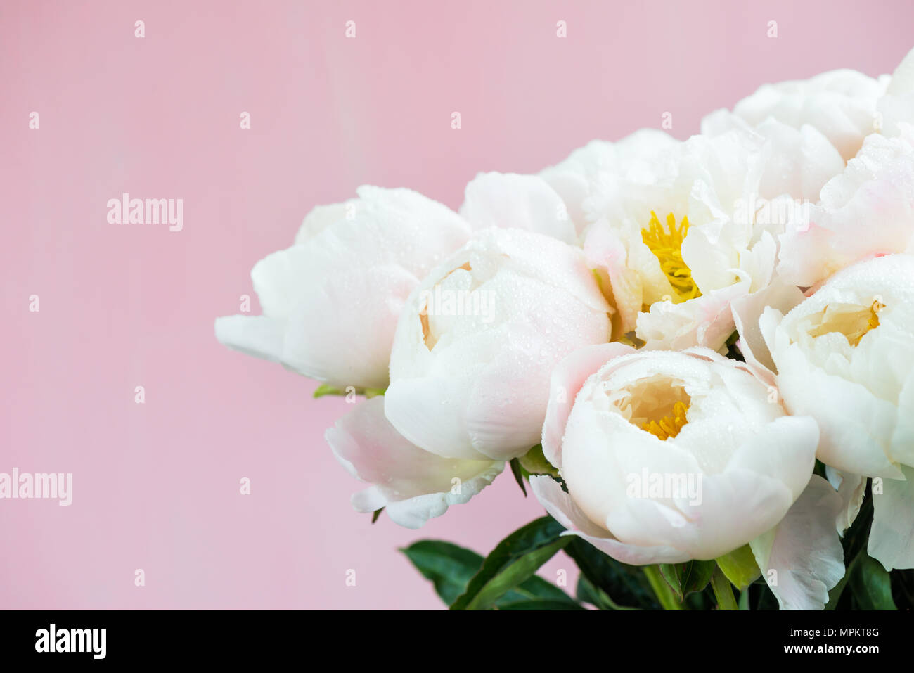 Beautiful bouquet of white Chinese peonies with Water Drops on light background Stock Photo