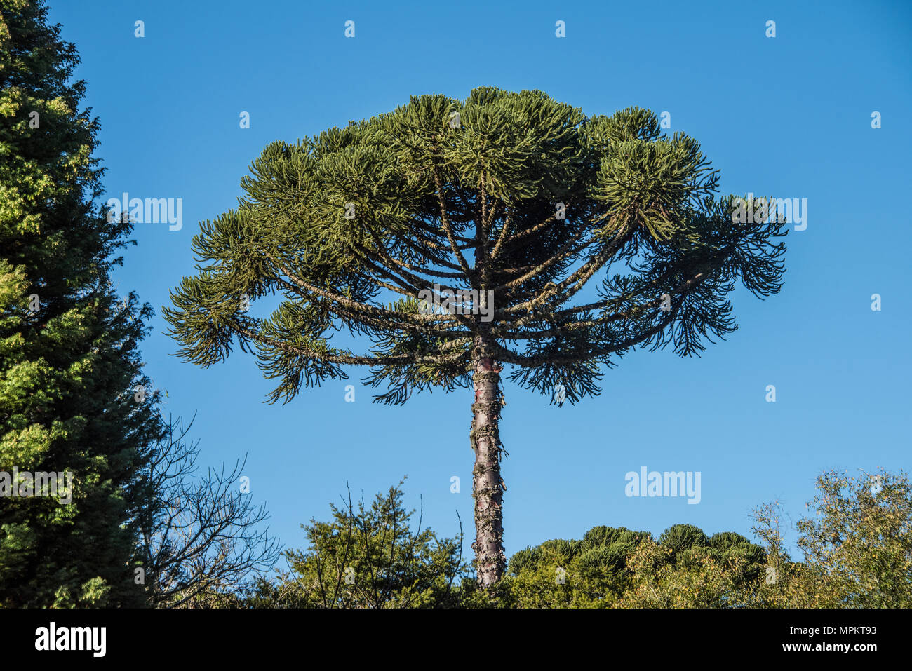 Views of Araucaria angustifolia trees near Canela Stock Photo