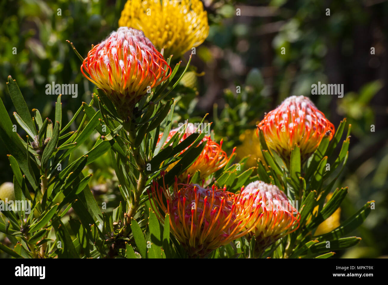 Pincusion (Leucospermum cordifolium) Stock Photo