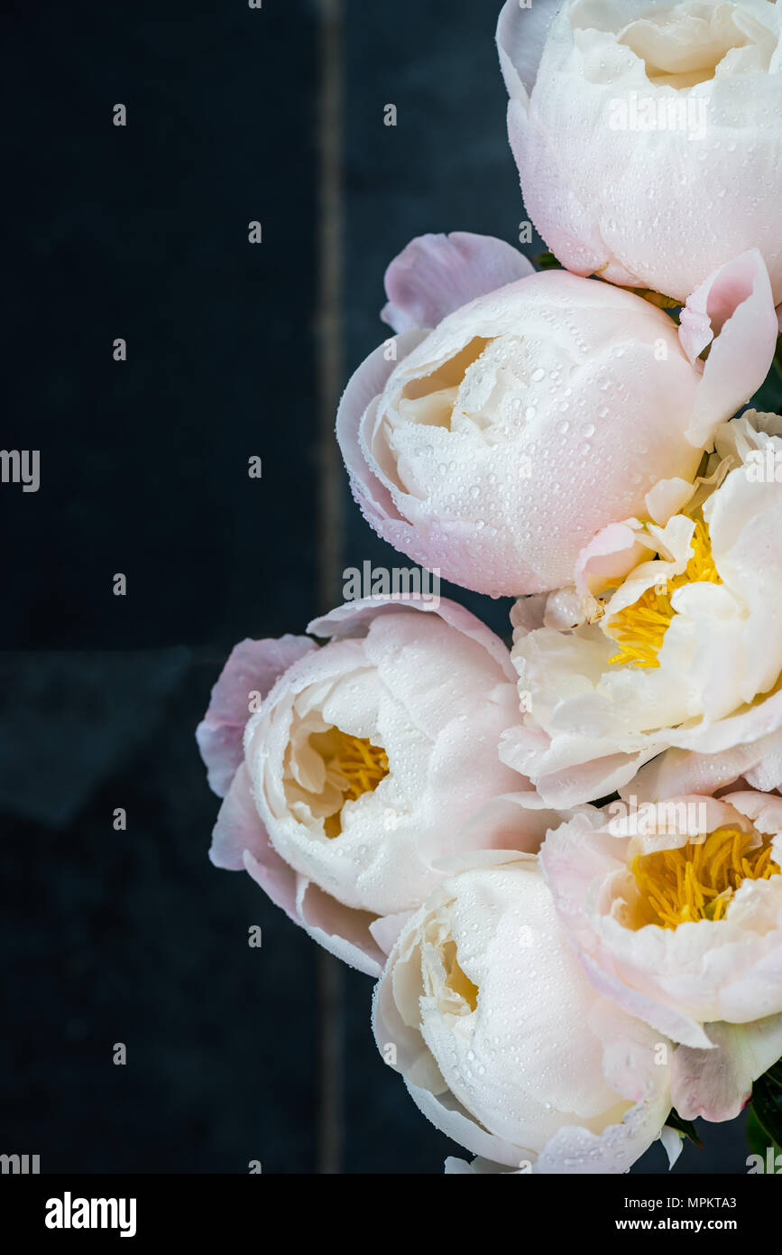 Beautiful bouquet of white Chinese peonies with Water Drops on marble background Stock Photo