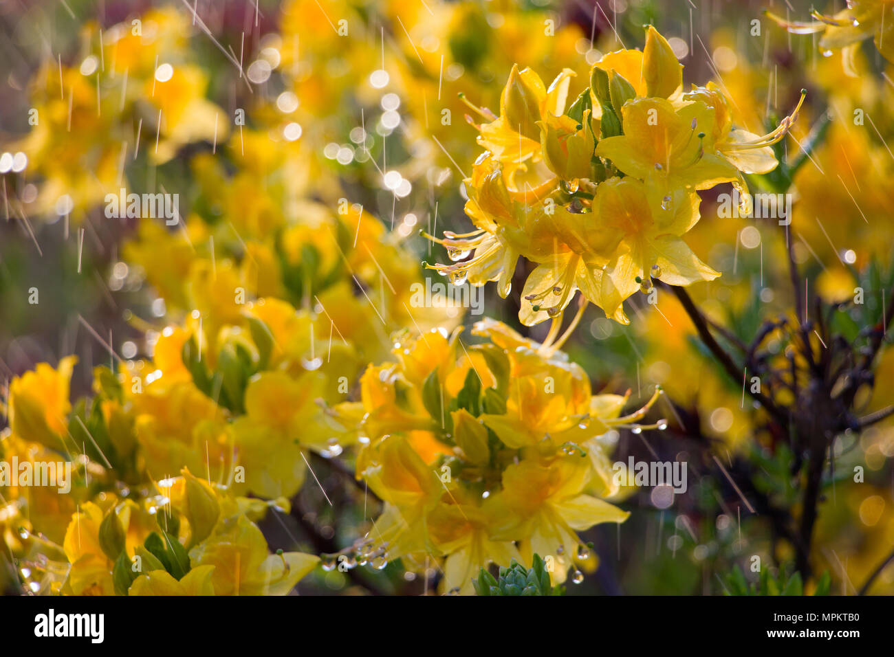 Yelow rhododendron flowers under the rain Stock Photo