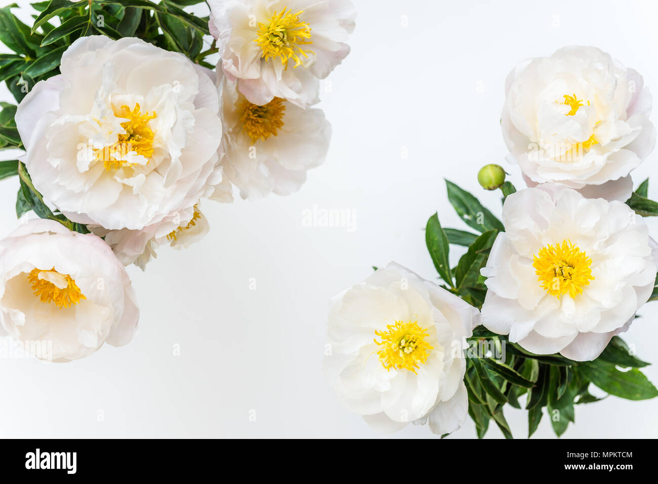 Beautiful bouquet of white Chinese peonies on light background. Card concept, space for text, copy space. Stock Photo