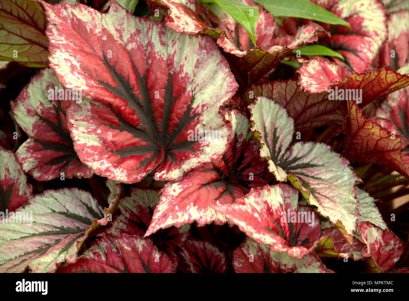 Begonia leaves Stock Photo Alamy