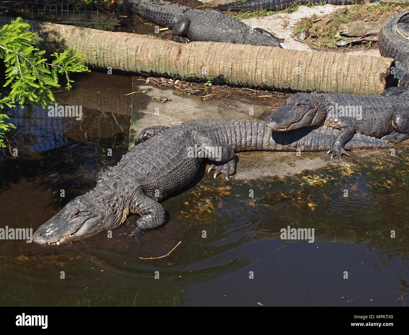 Alligators at the Native Swamp and Rookery at the Alligator Farm in St. Augustine, Florida, USA, 2018, © Katharine Andriotis Stock Photo