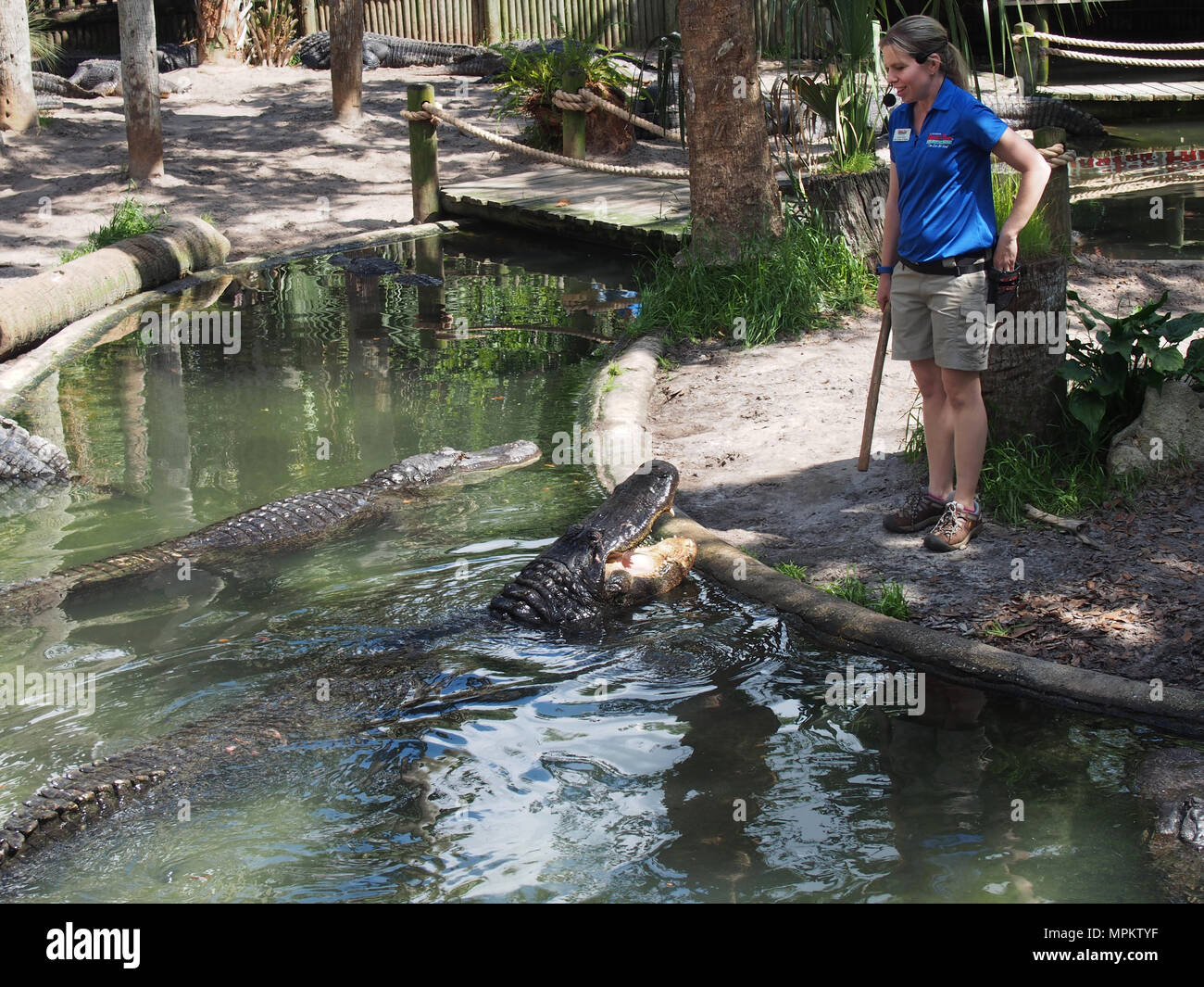 Alligator handlers at the Alligator Farm in St. Augustine, Florida, USA, 2018, © Katharine Andriotis Stock Photo
