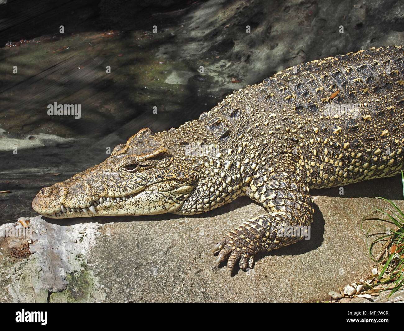 Cuban Crocodile at the Alligator Farm in St. Augustine, Florida, USA, 2018, © Katharine Andriotis Stock Photo