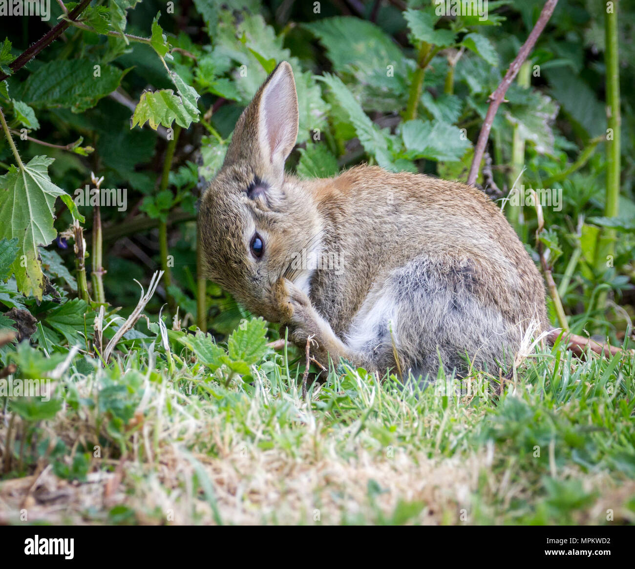 Wild Rabbits in the English countrside Stock Photo Alamy