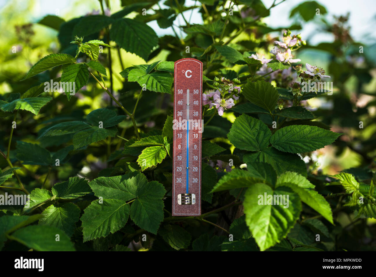 thermometer in plants Stock Photo