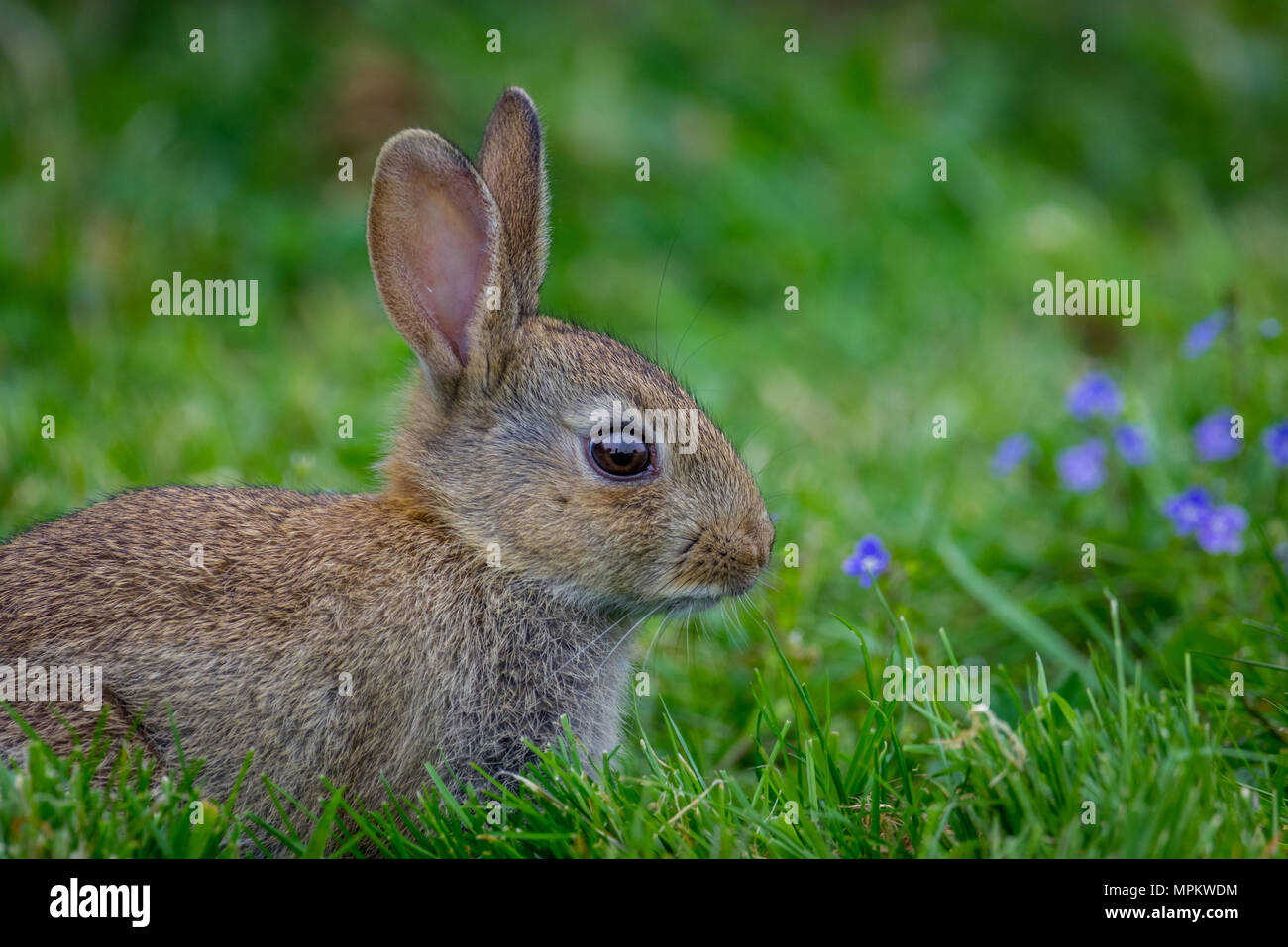 Wild Rabbits in the English countrside Stock Photo - Alamy