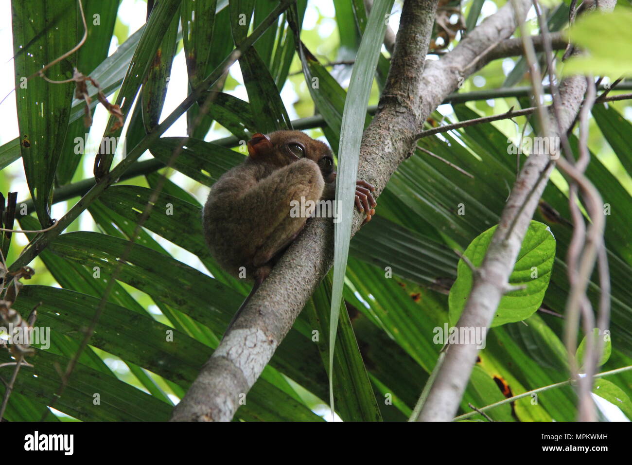 Tarsier hanging on to a tree branch Stock Photo