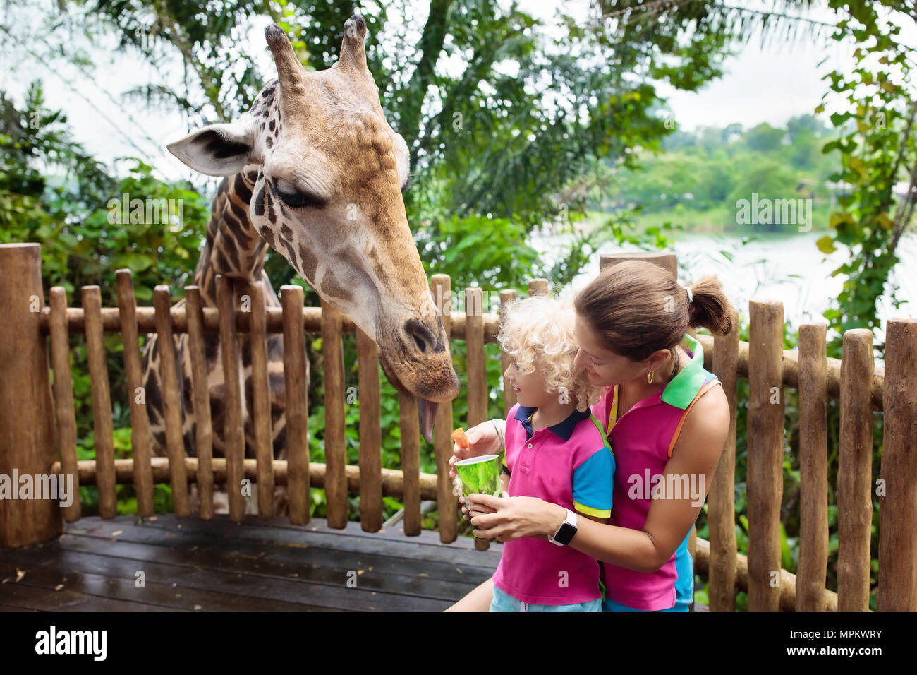 Family feeding giraffe in zoo. Children feed giraffes in tropical safari park during summer