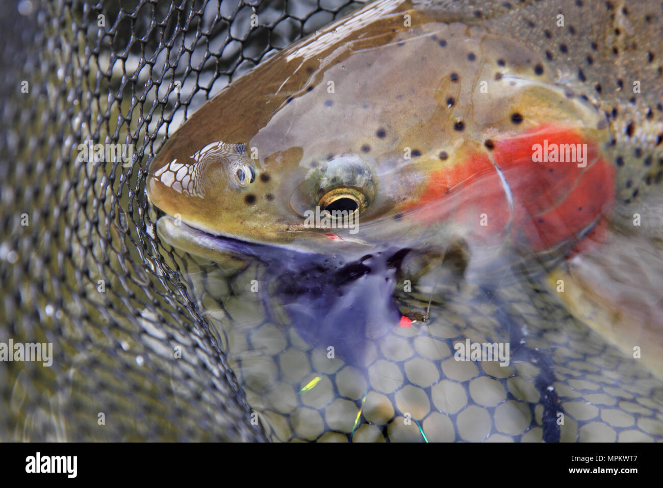 freshly caught steelhead trout in a net with pink lure in mouth closeup Stock Photo