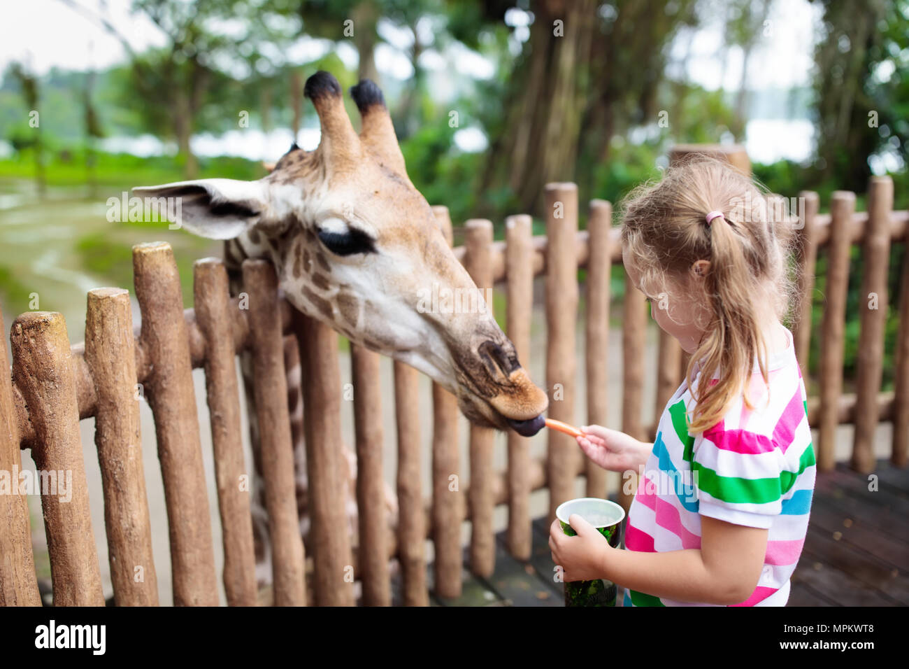 Family feeding giraffe in zoo. Children feed giraffes in tropical