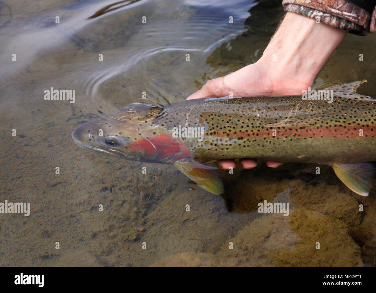 fly fisherman's hands releasing large steelhead trout Stock Photo
