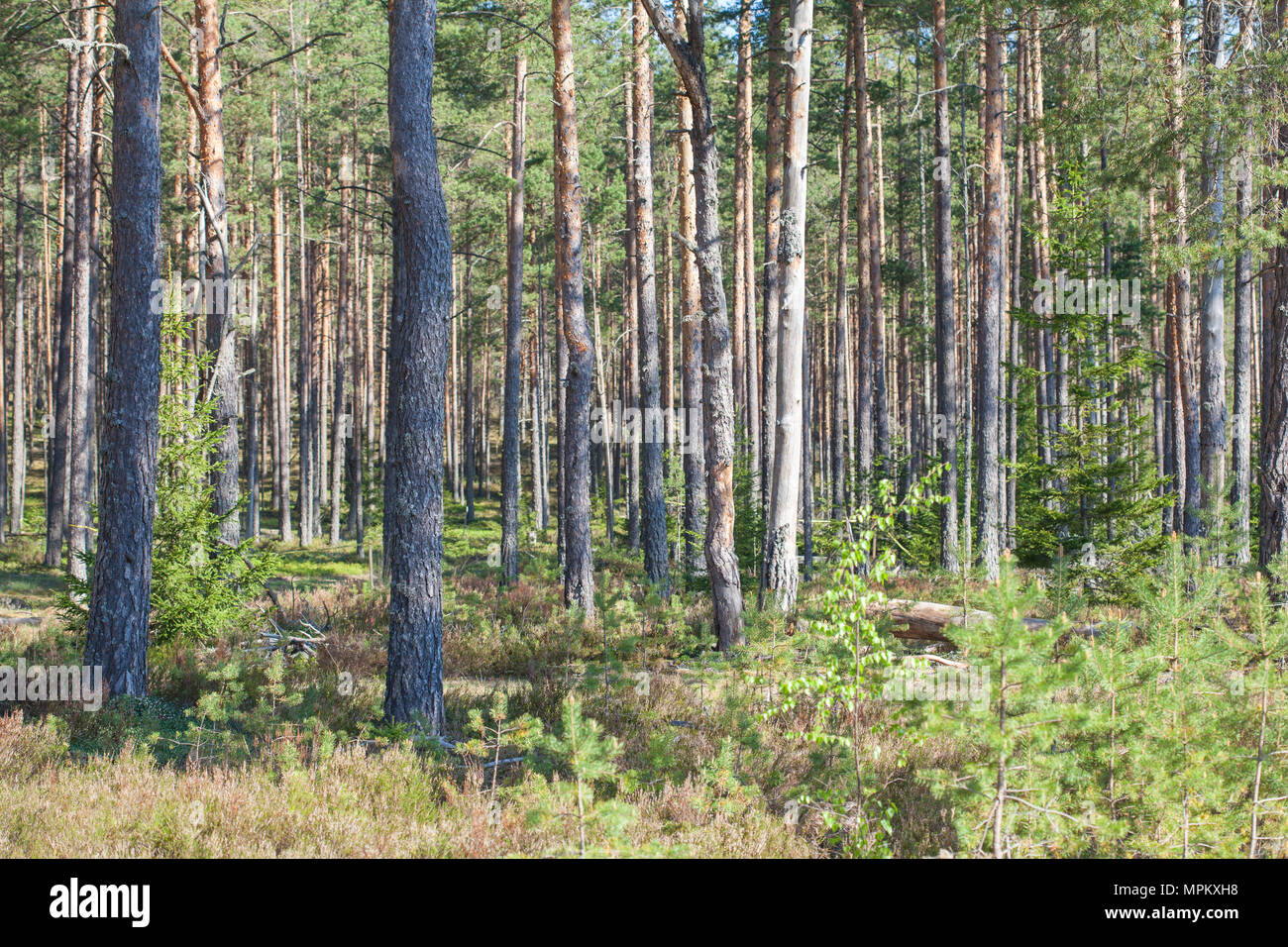 An Old-growth and Lush Taiga Forest Near Kuusamo Stock Photo - Image of  green, plants: 204191850
