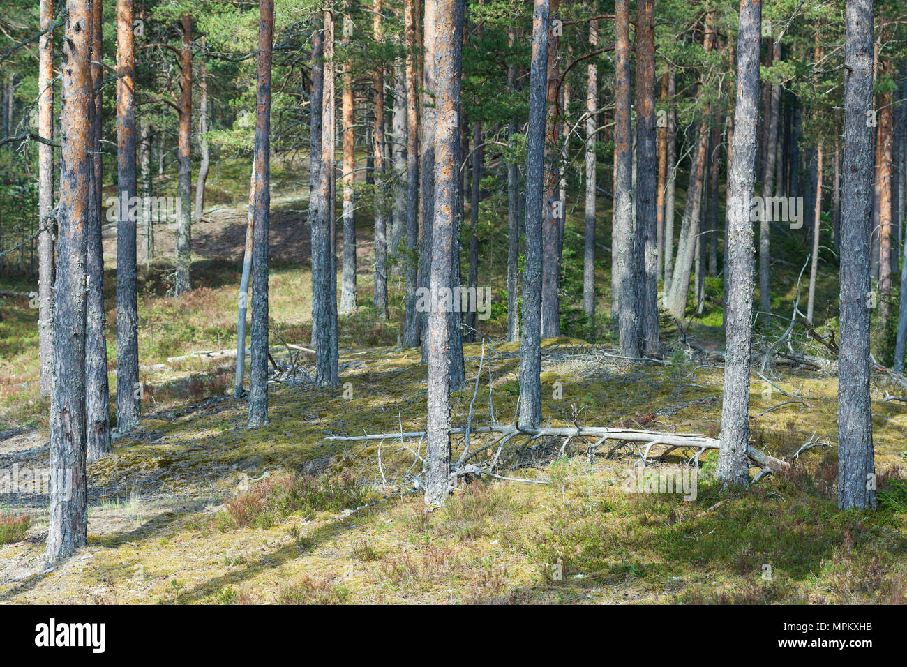 Russia taiga forest hi-res stock photography and images - Alamy