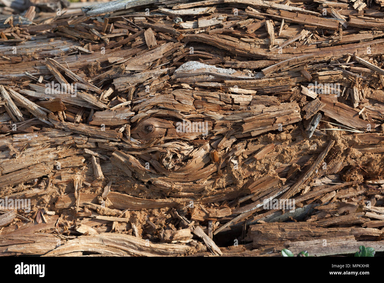 Natural background with rotten pine wood Stock Photo